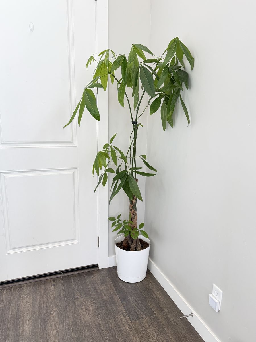 Braided Money Tree