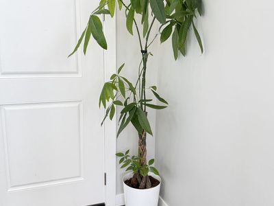 Braided Money Tree