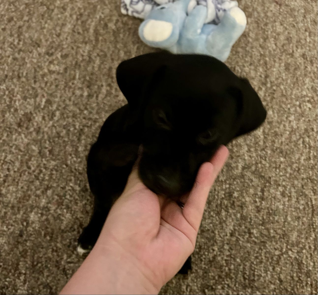 Coon hound/ Black Lab