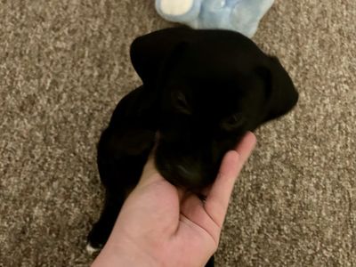 Coon hound/ Black Lab