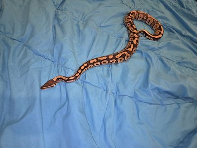 female 50% pied ball python