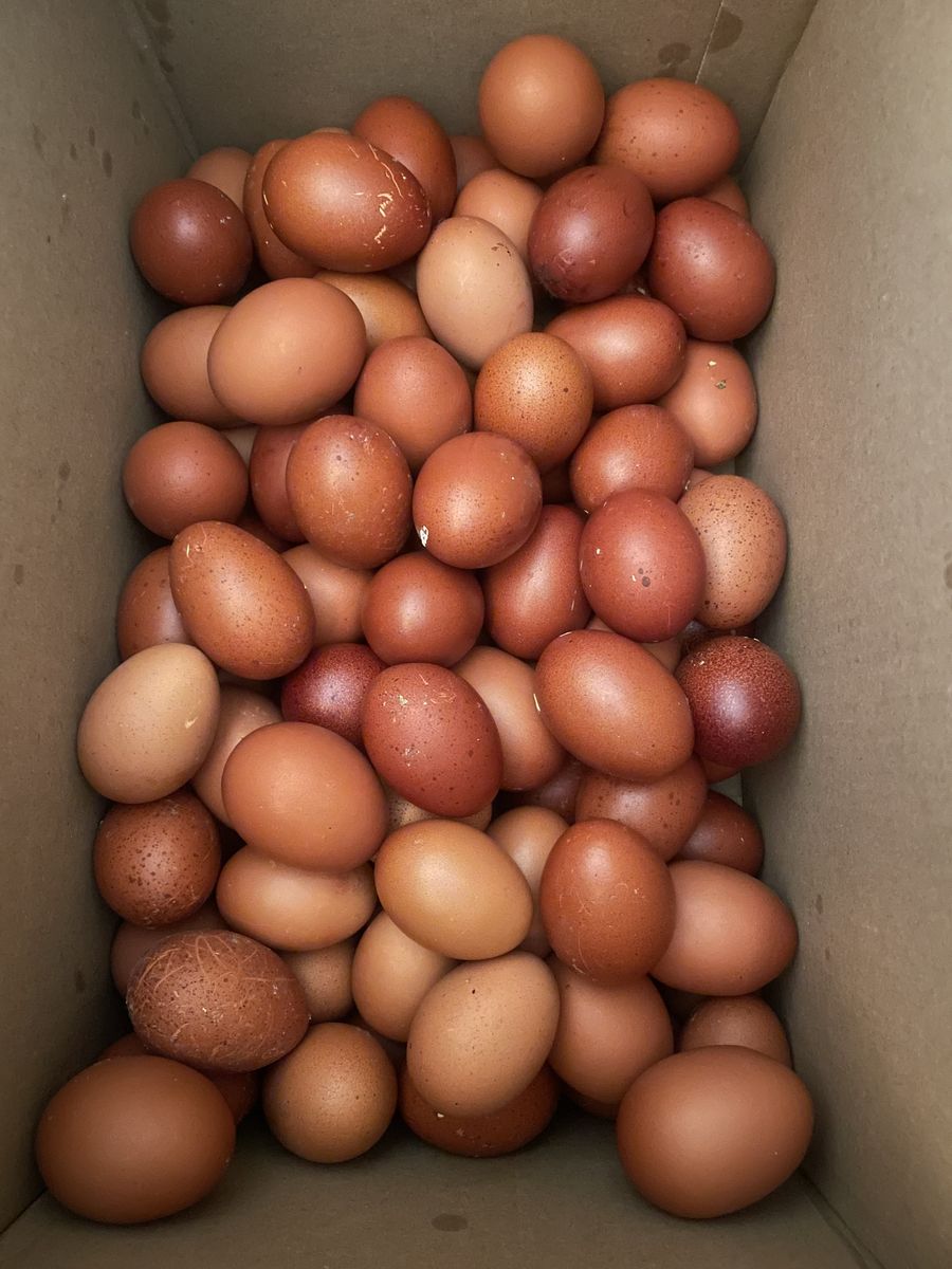 Fresh free range eggs
