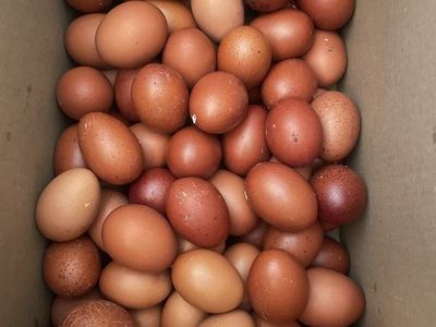 Fresh free range eggs