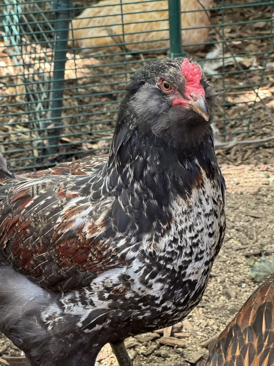 Free rooster
