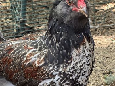 Free rooster