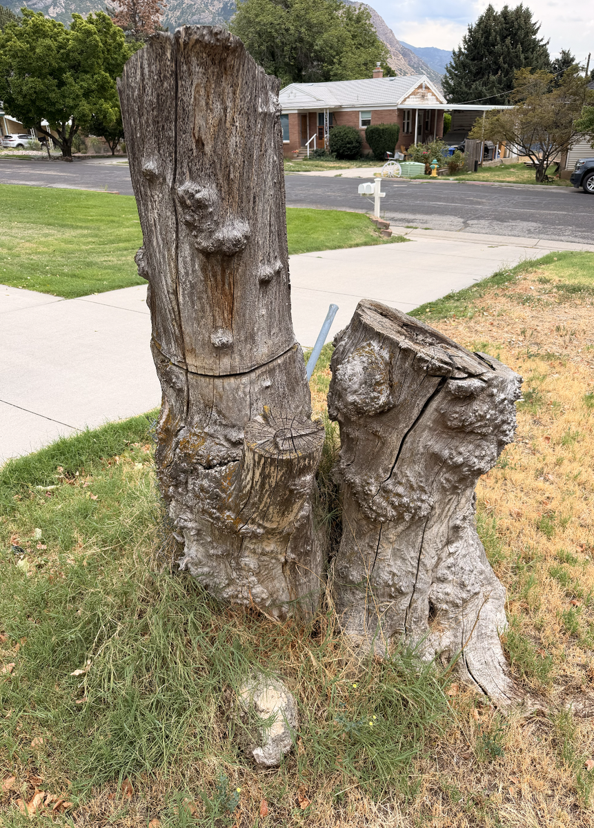 Free 6' tall tree stump, weathered