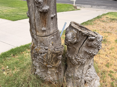 Free 6' tall tree stump, weathered