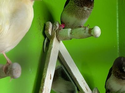 Canary & Finches