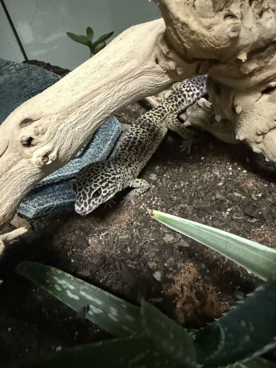 Leopard Gecko & Tank!