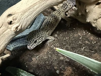 Leopard Gecko & Tank!