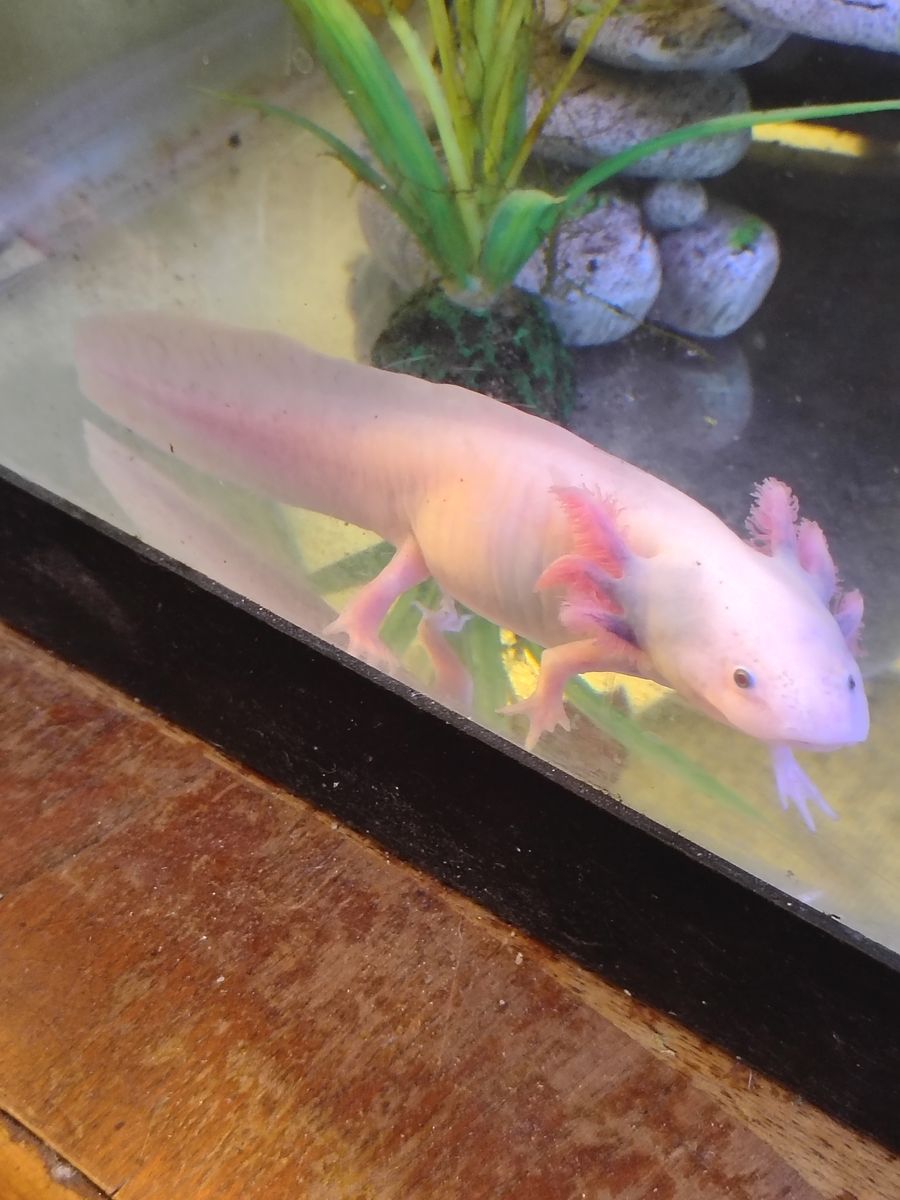 Axolotls