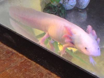 Axolotls