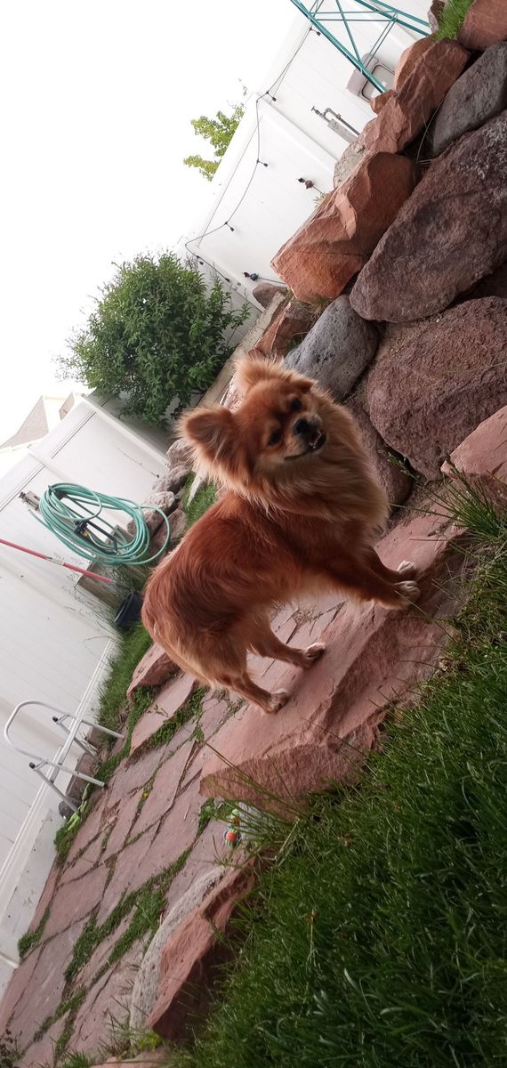 Handsome Male Long Haired chihuahua/Chug