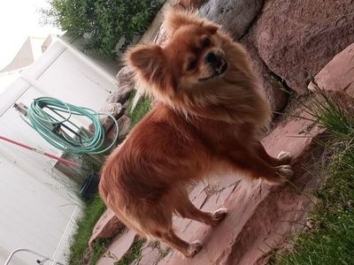 Handsome Male Long Haired chihuahua/Chug