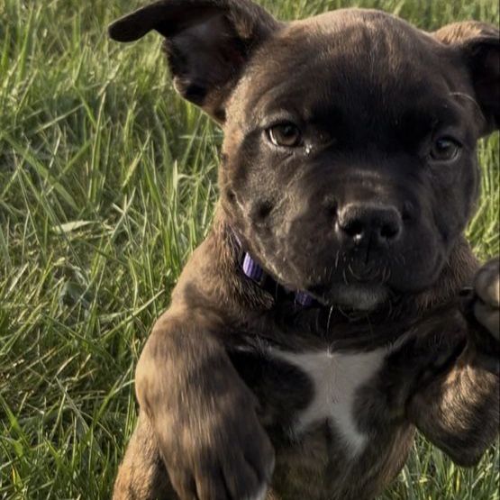 AMERICAN PITBULL PUPPY