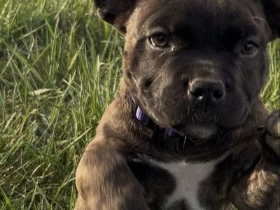 AMERICAN PITBULL PUPPY
