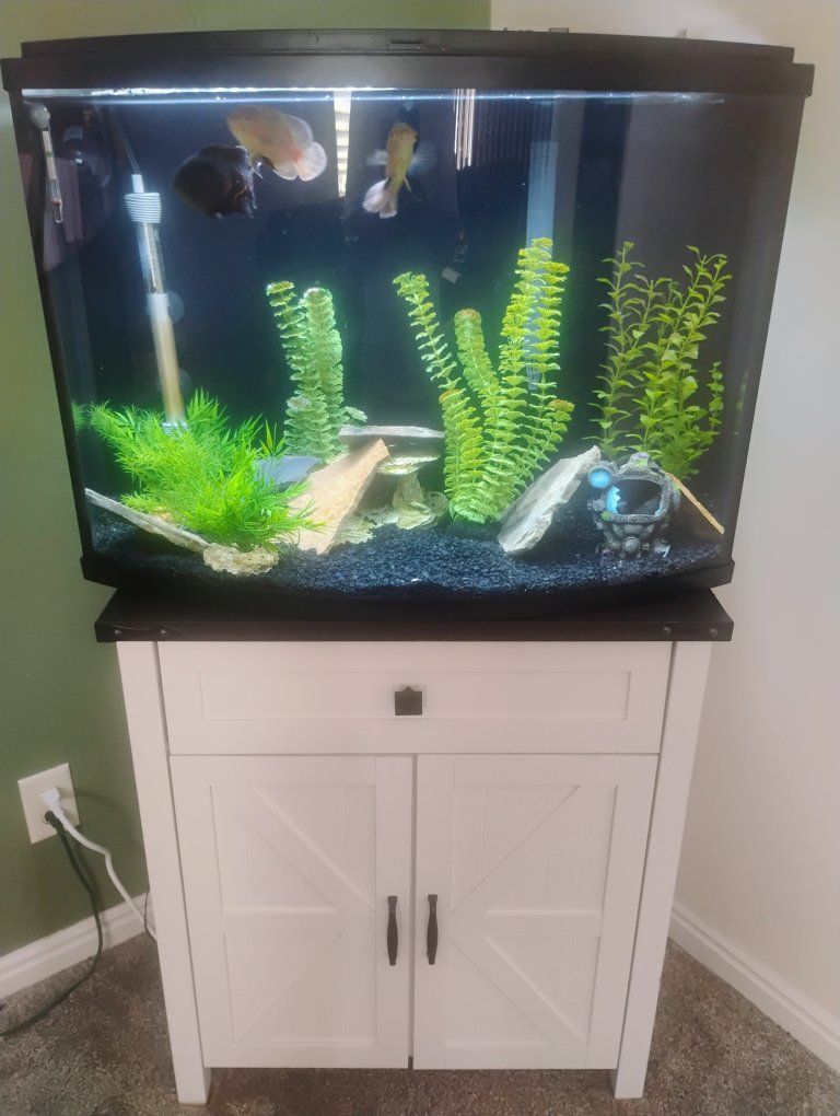 35 gallon fish tank with 3 Oscars