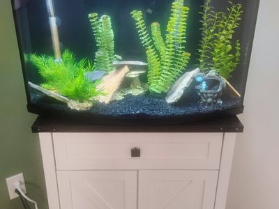 35 gallon fish tank with 3 Oscars