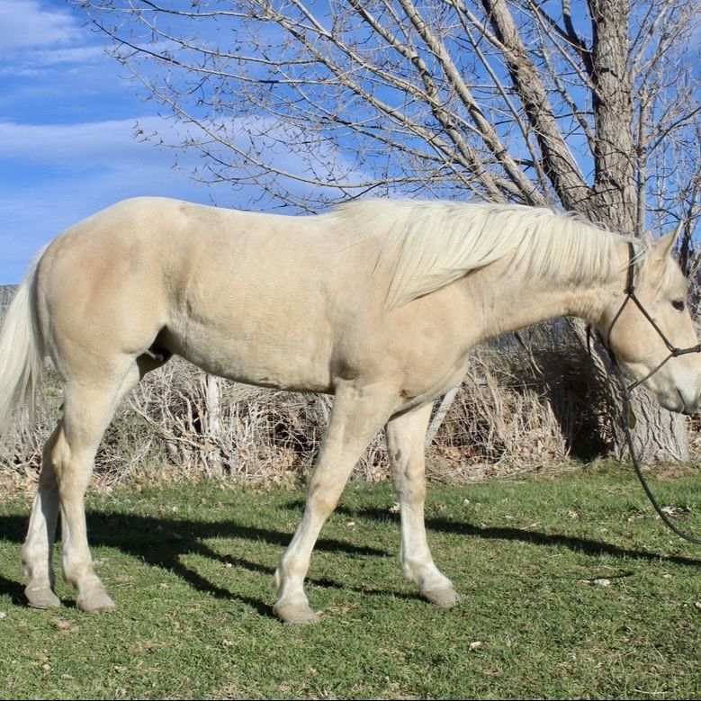 2023 AQHA Gelding