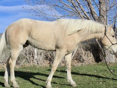 2023 AQHA Gelding