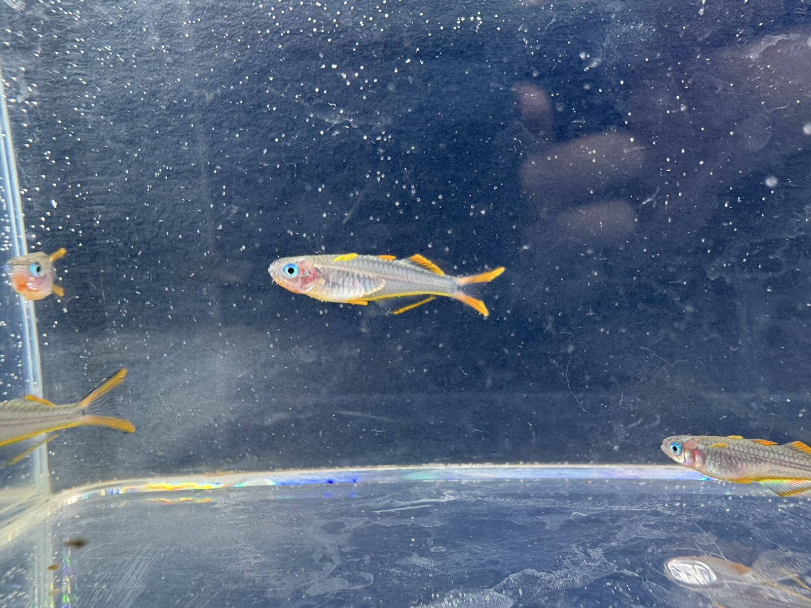 Furcata Rainbowfish for Sale - Live Tropical Fish, Vibrant & Healthy
