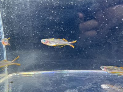 Furcata Rainbowfish for Sale - Live Tropical Fish, Vibrant & Healthy