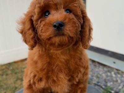 Perfect Texdy Bear Mini Goldendoodle Puppy