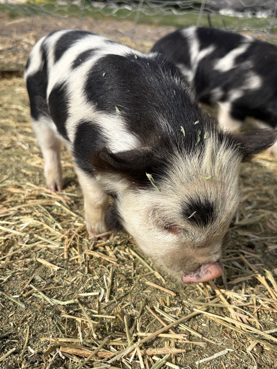 Kune Kune Piglets For Sale