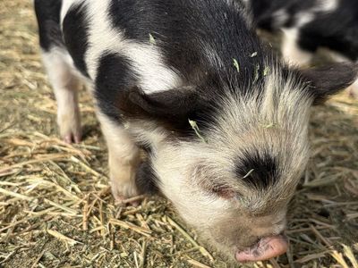 Kune Kune Piglets For Sale