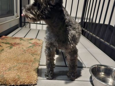 Owner found