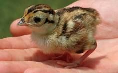 Ringneck Pheasant Chicks