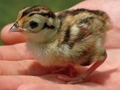 Ringneck Pheasant Chicks