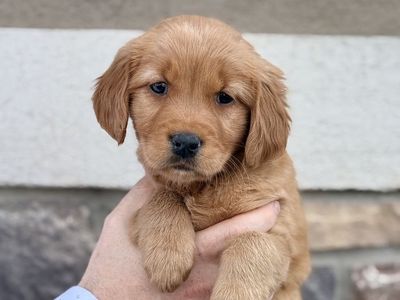 AKC Purebred Red Golden Retriever Puppies