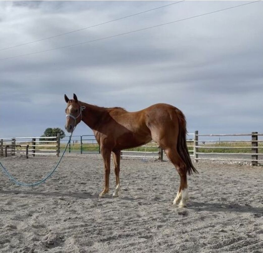 2023 grade filly