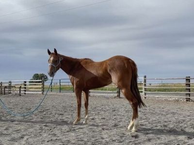 2023 grade filly
