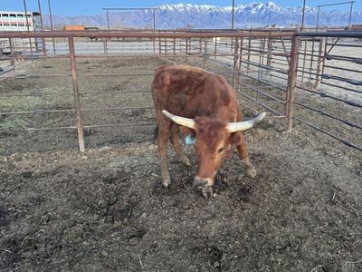 Corriente Roping Steers