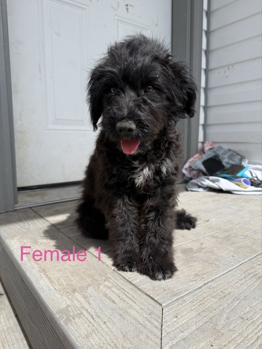 Mini Aussiedoodle puppies