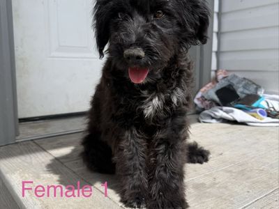 Mini Aussiedoodle puppies