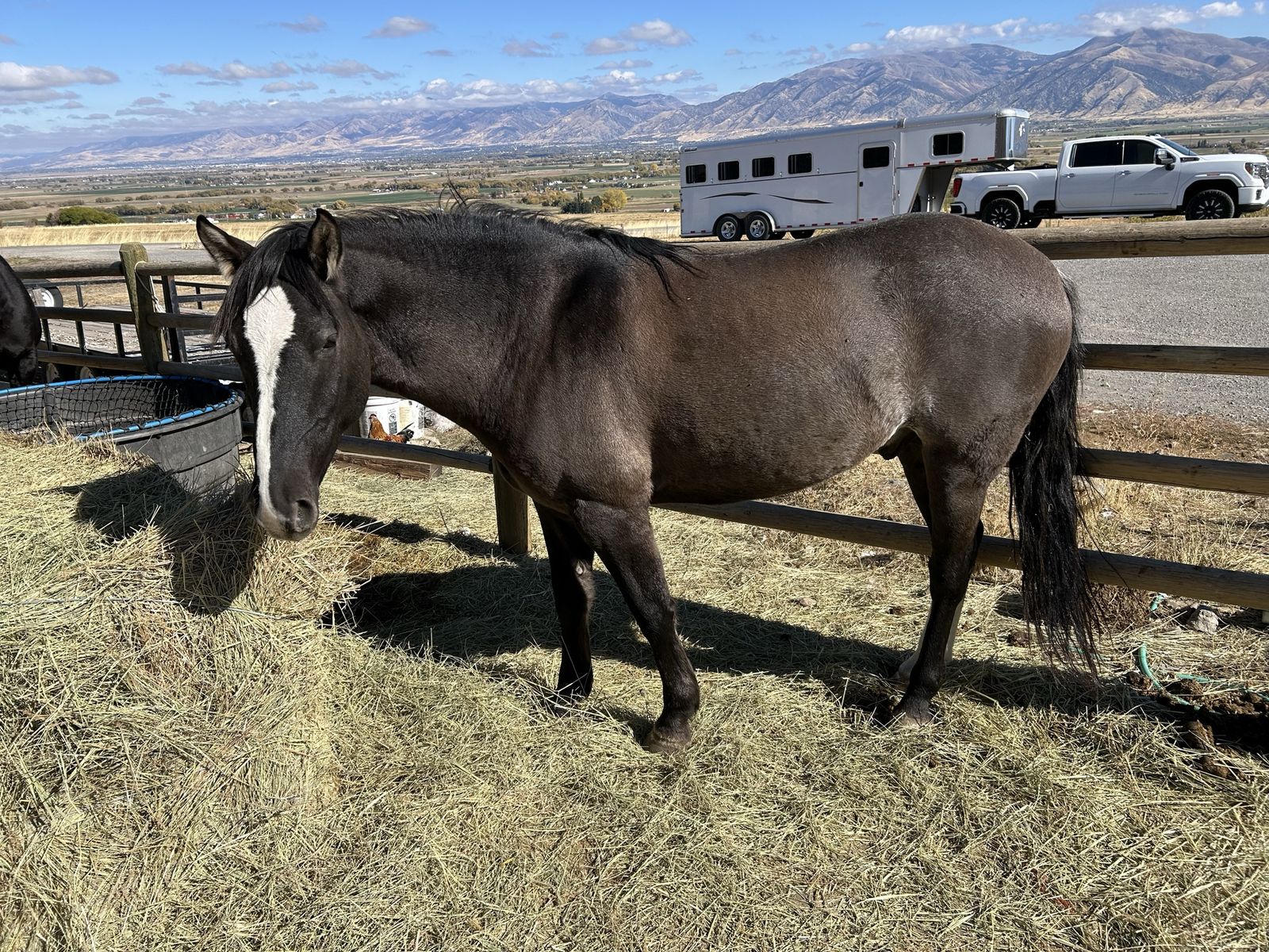 2019 grulla gelding