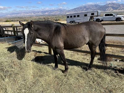 2019 grulla gelding