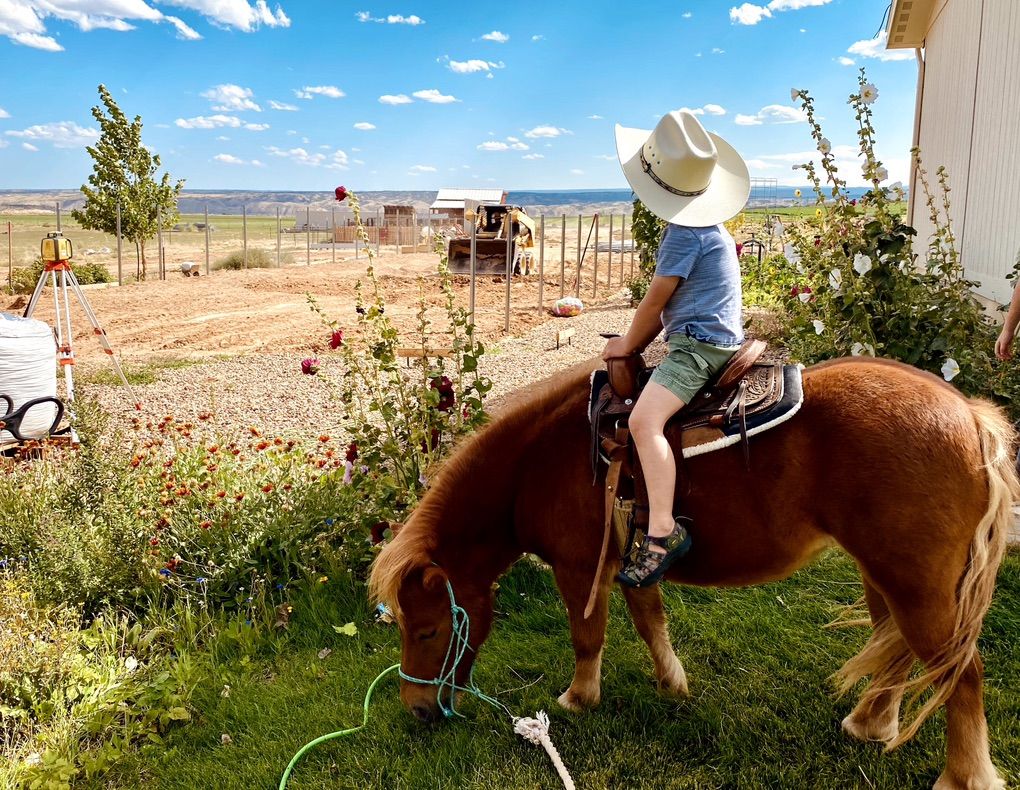 Mini Horse Sorrel