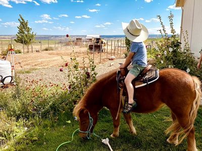 Mini Horse Sorrel