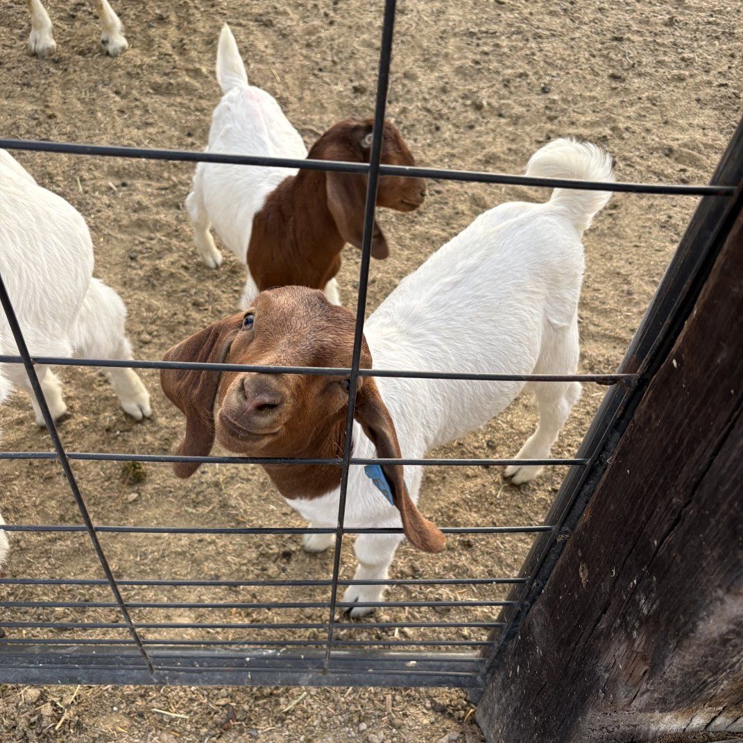 Whether Goats