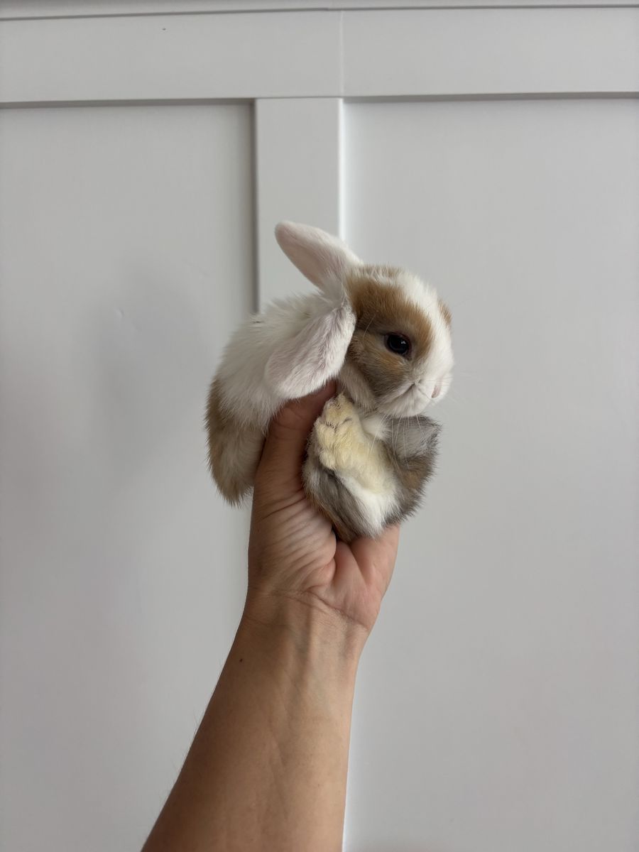 Holland lop buck