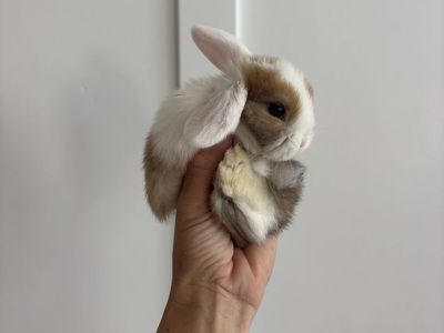 Holland lop buck