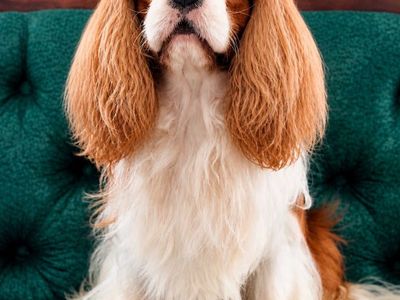AKC Cavalier King Charles Spaniel Stud Health tested