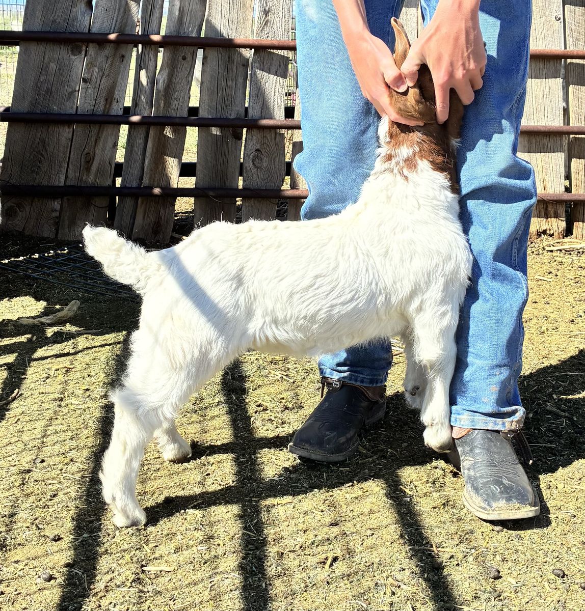 Show goats available