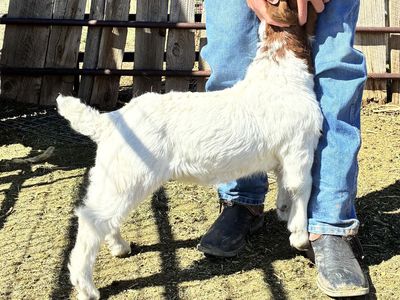 Show goats available
