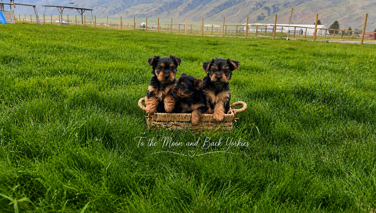 Yorkies, Yorkie puppies, Yorkshire Terriors