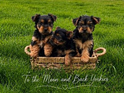 Yorkies, Yorkie puppies, Yorkshire Terriors
